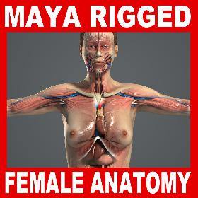 MAYA RIGGED Female Anatomy Pack Complete (Textured)